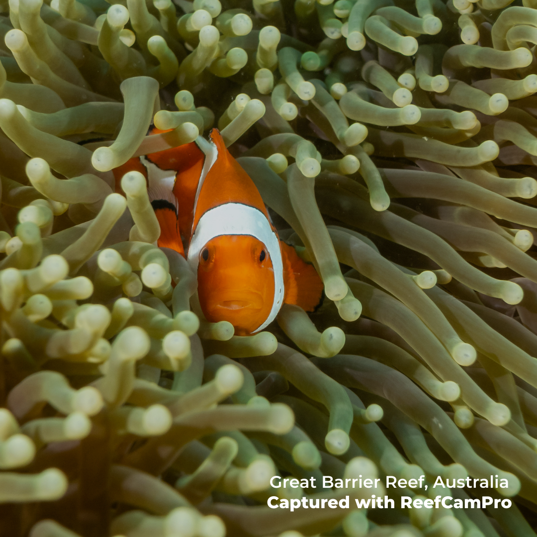 Capture Every Dive Hands-Free