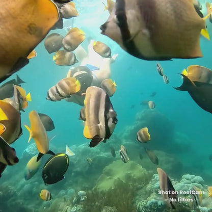 Capture Every Dive Hands-Free