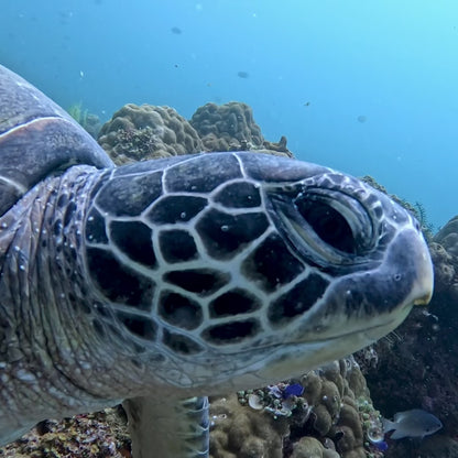 Capture Every Dive Hands-Free